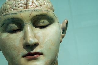 Brain mannequin by David Matos on Unsplash